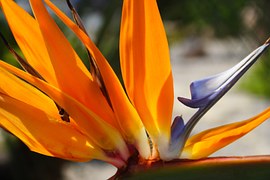 Wholesale Bird of Paradise